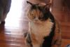 IMG_0359.thumb.JPG.c79774edbd14ec49e4f3a