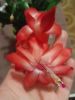 IMG_20160220_064510.thumb.jpg.4bbc30c69f