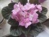 IMG_20160228_144556.thumb.jpg.f5b12ef080