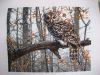 IMG_9683-1.thumb.jpg.37a7cf728828d14b19c