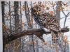 IMG_9706-1.thumb.jpg.66ffaa324278a4bdbb1