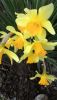 P_20160327_170931.thumb.jpg.9beb173d5eac
