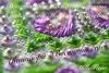WuI-BhhHkoM.thumb.jpg.52de1f84dbc6a882fc