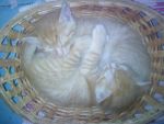 Аватар snumbrik