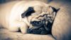 cute-pug-wallpaper-hd-wallpaper.thumb.jp