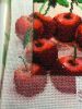 image.thumb.jpeg.bd3e5288d974ff46c690fe0