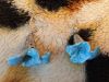 image.thumb.jpeg.de5040711dbbd9b43e166a7