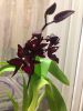 image.thumb.jpg.1bc746798ca87e4cb08b0f23
