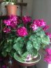 image.thumb.jpg.71fdae093144ebdbdc6b3b81
