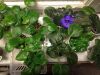 image.thumb.jpg.bff6d12b6b29584e0f90c3c2