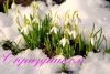 vesna_0.thumb.jpg.4d4668650c0e5f1b9607fa