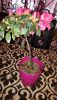 20160215_103036.jpg