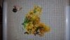 20160415_231427.thumb.jpg.0590df8c010971