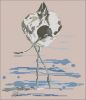 IV - Au fil de l_ocean_32 L-avocette.jpg