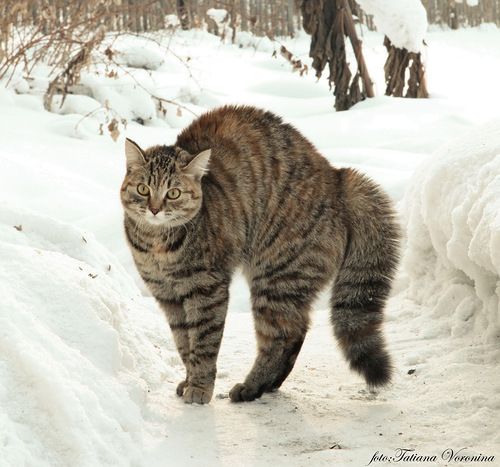 Аватар Valerya