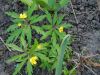 DSCN0584.JPG