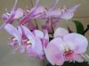 DSCN0836.JPG