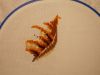 DSCN6293.JPG