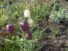 DSCN8500.JPG