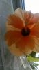 WIN_20160409_14_08_04_Pro.jpg