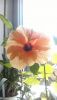 WIN_20160409_14_09_12_Pro.jpg