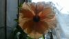 WIN_20160409_14_17_59_Pro.jpg
