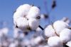 cotton.jpg