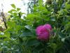 20160526_171442.jpg