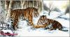 тигры.jpg