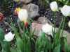 DSC04950.JPG