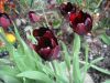 DSC04955.JPG