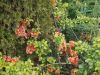 DSCF0363.JPG