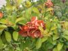 DSCF0364.JPG