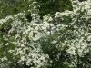 DSCF0379.JPG