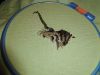 DSCN0522.jpg