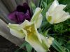 DSCN0981.JPG