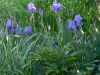 DSCN1595.JPG