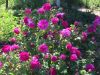 IMG-20160518-WA0001.jpg