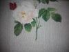 IMG_20160505_001037.jpg