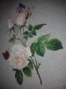IMG_20160507_182104.jpg