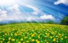 Nature_Flowers_Sunny_dandelions_035648_.jpg
