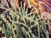 macro_03.jpg