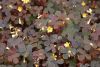 1246374681Oxalis_Burgundy_DSC_3773b.jpg