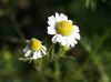 1280px-Chamomile_flowers.jpg