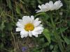 1280px-Leucanthemum_atratum_Wurzeralm.jpg
