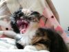 Коты 1.jpg