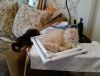 Коты 2.jpg