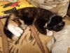 Коты 3.jpg
