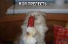 кот-живность-котэ-моя-прелесть-986614.jpeg
