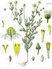 800px-Matricaria_recutita_koe.jpg